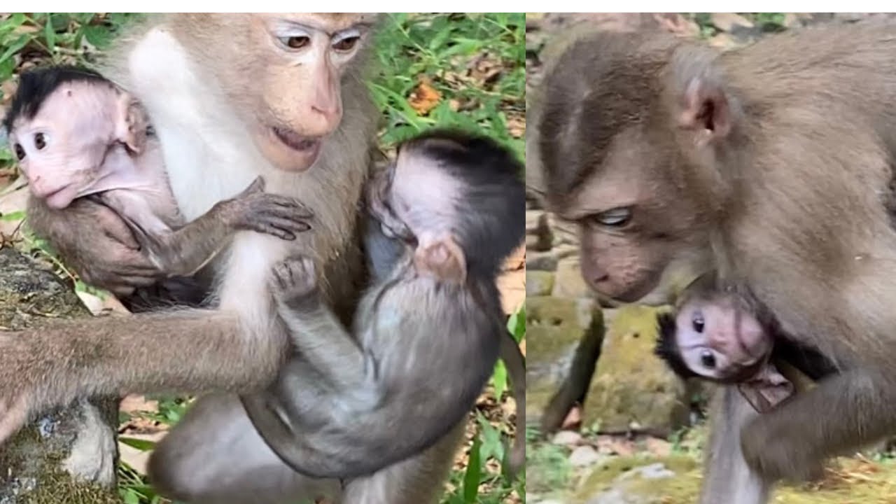Oh God! Monkey Cherry Kidnapping 2 Babie At The Same Time Far From Real Mom, Poor Babies 