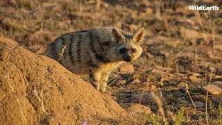 SafariLIVE Sunset -  Repeat - 11 April 2024