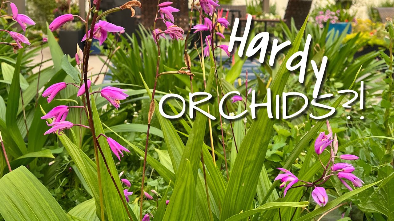 Tropical Doppelgängers: ep. 1 | Hardy ORCHIDS?! | The Barefooted Gardener