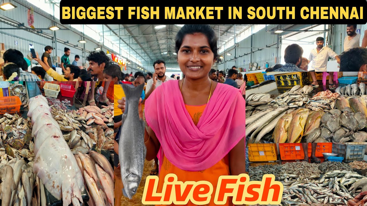 South Chennai's Biggest Fish Market Cheapest Fish Market Medavakkam YouTube