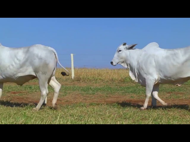 LOTE 02   10216 10267 11171 mp4