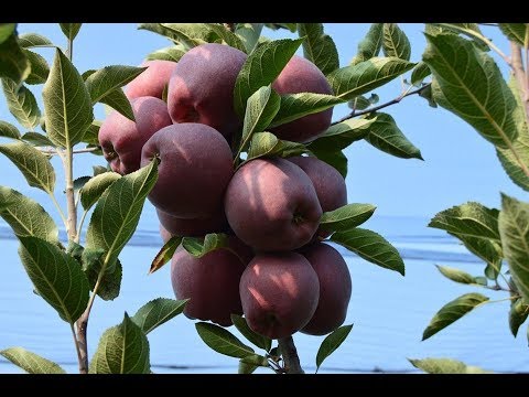 Video: Pse përdoret lëndë druri në industrinë e ndërtimit të urave?