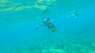 sea turtle encounter 01. sri lanka, march 2026. link to music version below