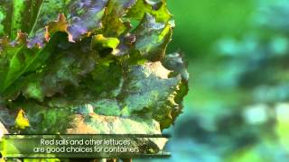 Growing lettuce and other greens in containers