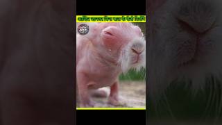 animals without hair,👀 #shorts #explore #trending #animals #factytax4 #new  #top #facts #वायरल #fact