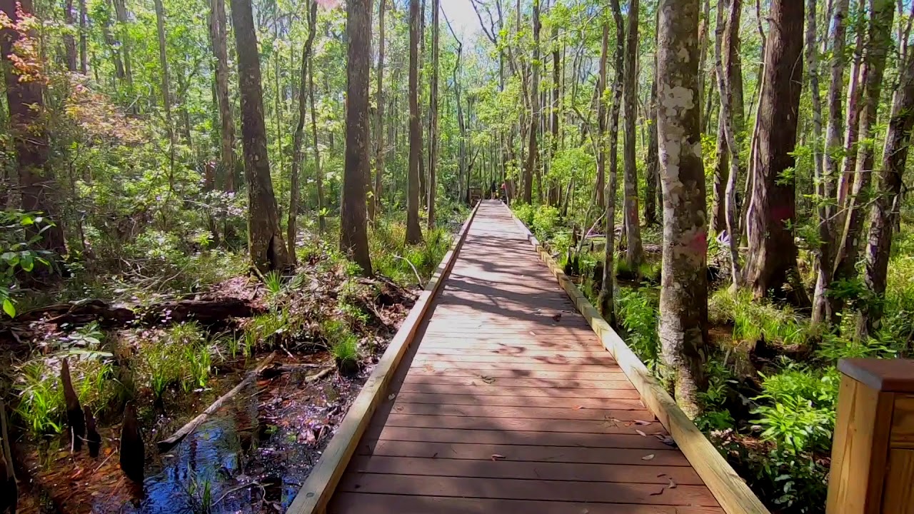 Buford Spring at Chassahowitzka Wildlife Management Area - YouTube