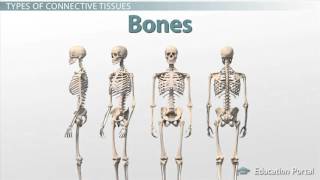 Lab No. 3 Connective Tissue (Types, Functions & Disorders)