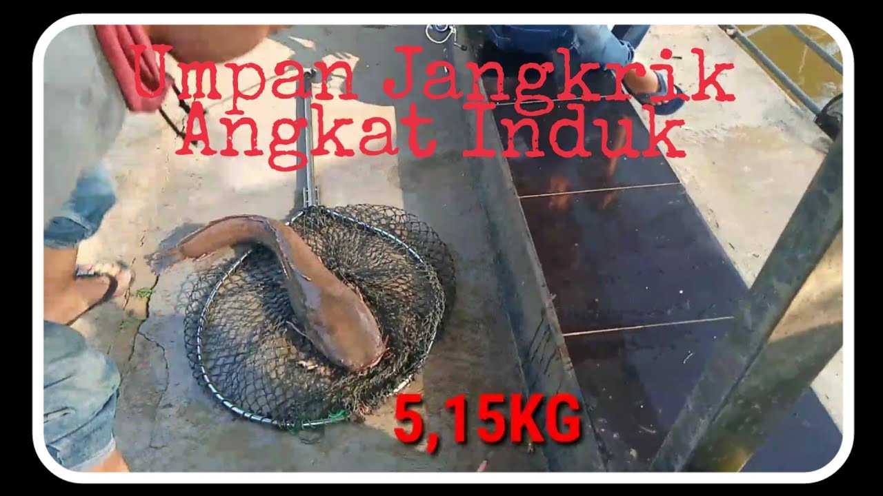 Review Umpan Jangkrik Di GT Lele Angkat induk 5,15Kg || BB MANIA