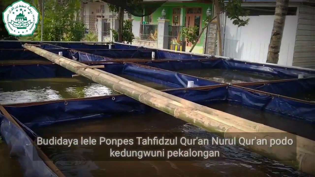 Budidaya lele 