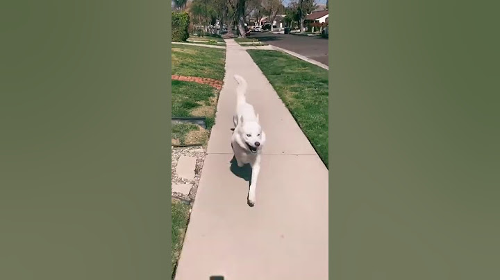 A Happy Dog Walking Down The Street...