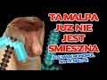 Admin, dlaczego servery minecraft szybko upadają!? bo MC to życie i szycie swetra!