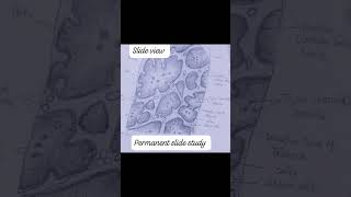 Thymus gland ( primary lymphoid organ #viralvideo #hptgtmedicalcommission