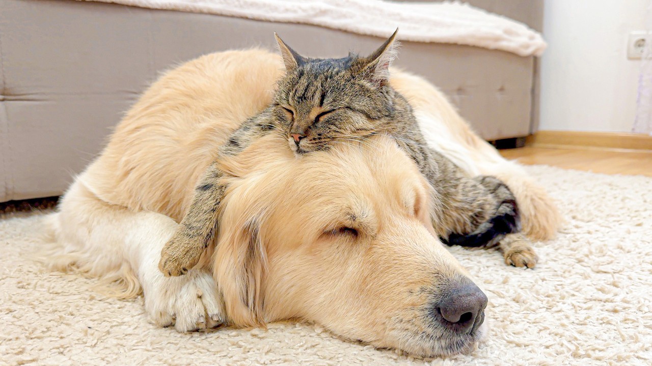 Adorable Cat Refuses to Sleep Without His Golden Retriever Best Friend