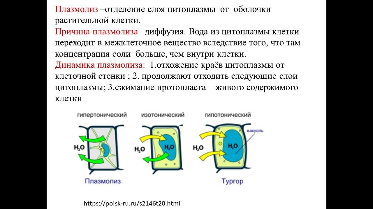 плазмолиз это в биологии