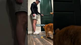 Apa yang Dilakukan Kucing Saat Ditinggal? Jawabannya Bikin Sedih 😿
