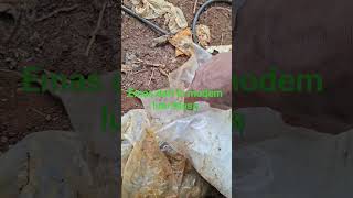 gold recovery #goldrecovery  cipset modem