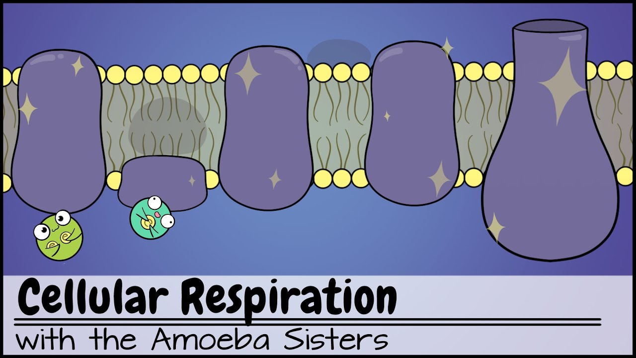 Cellular Respiration (Updated)