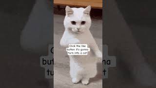 Click the like button it's gonna turn to a cat ෆ  #cat #kitty #kitten #helpmemakethismakesense #wow