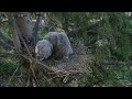 One Owlet has branched overnight - Ellis GHO Nest