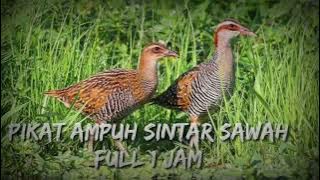 Suara pikat burug sintar sawah Ampuh. Terbaru 2022 durasi 1 jam full.