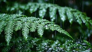 Endless Gentle Rain Under Forest Leaves | Rain Sounds for Deep Sleep & Relaxation screenshot 4