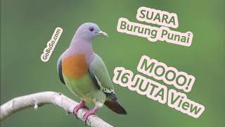 Green Pigeon Relaxing Nature Sounds -  Suara Pikat Burung Punai Daun Tanah Asli Gacor Siul Mp3 screenshot 3