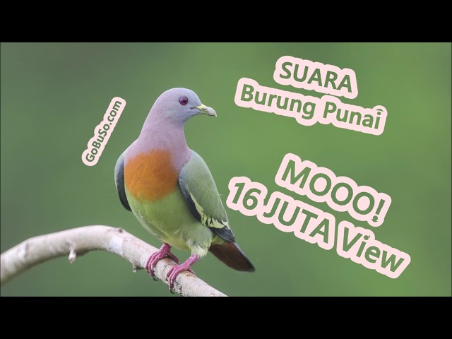 Green Pigeon Relaxing Nature Sounds -  Suara Pikat Burung Punai Daun Tanah Asli Gacor Siul Mp3 class=