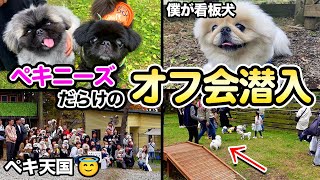 【同郷の子犬】ペキニーズのオフ会に参加したら癒されすぎた件❤