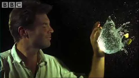 Fastest animals on Earth in slow motion   Animal Camera   BBC