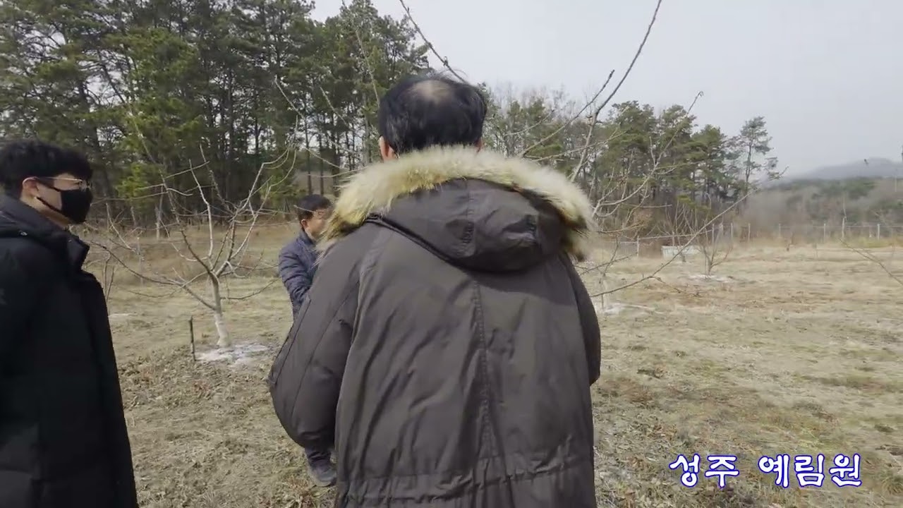 만금농원 체리농원 방문(성주_예림원)