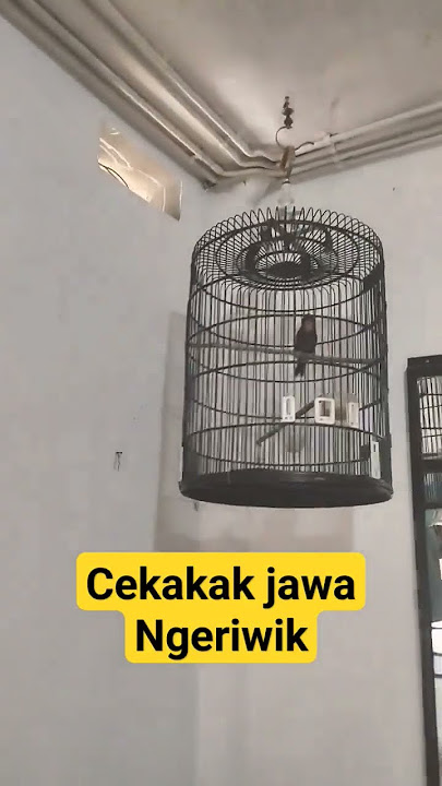 cekakak jawa ngeriwik