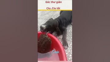 Cười rụng răng_#cuoisacsua