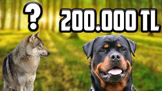 DÜNYA ŞAMPİYONU Rottweiler / 200.000 TL LİK ROT!