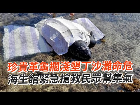 珍貴革龜擱淺墾丁沙灘命危 海生館緊急搶救民眾幫集氣｜海龜｜野生動物｜動物救援