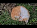 Hungry Kitten sleeping under a tree so as not to get wet in the rain.