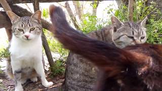 神社に住む野良猫家族が可愛過ぎる