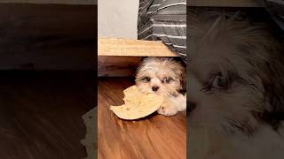 Chhote Don Ki Chori pkadi gai 😂 #dog #minivlog #shihtzu #shorts