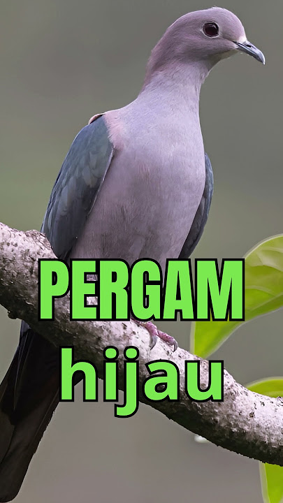 SUARA PERGAM hijau #shorts