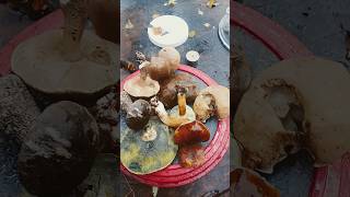 just collected my 3 different types of mushrooms. cooking soon so stay tuned