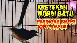Download Lagu Kretekan murai batu untuk pancingan murai batu agar emosi dan bunyi. MP3