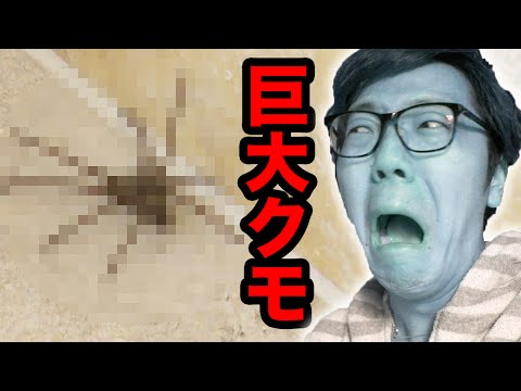 【閲覧注意】部屋に巨大クモが出現し大パニック！