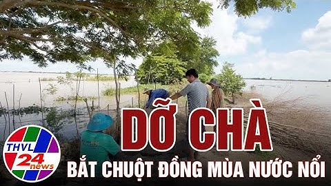 Dỡ chà bắt chuột đồng mùa nước nổi