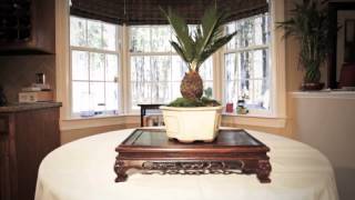 Sago Palm Bonsai