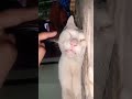 sleepy meow #cat #pet #meow #funny #fyp