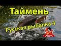 Русская рыбалка 4 Таймень. Река Белая. Russian fishing 4.