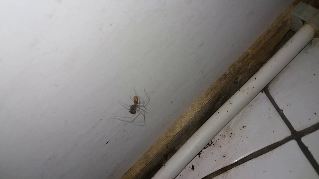 Bathyphantes Nigrinus podczas posiłku 