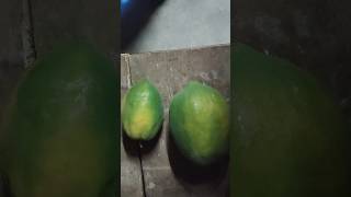 One Tree, Two Very Different Papayas! 🌳#shorts#papaya#gardening #nature