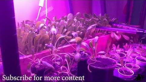 Automated Raspberry Pi Farm in my Basement