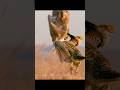 Enjoy the rooster's singing and dancing performance, but the fun won't last long. #wildlife #shorts