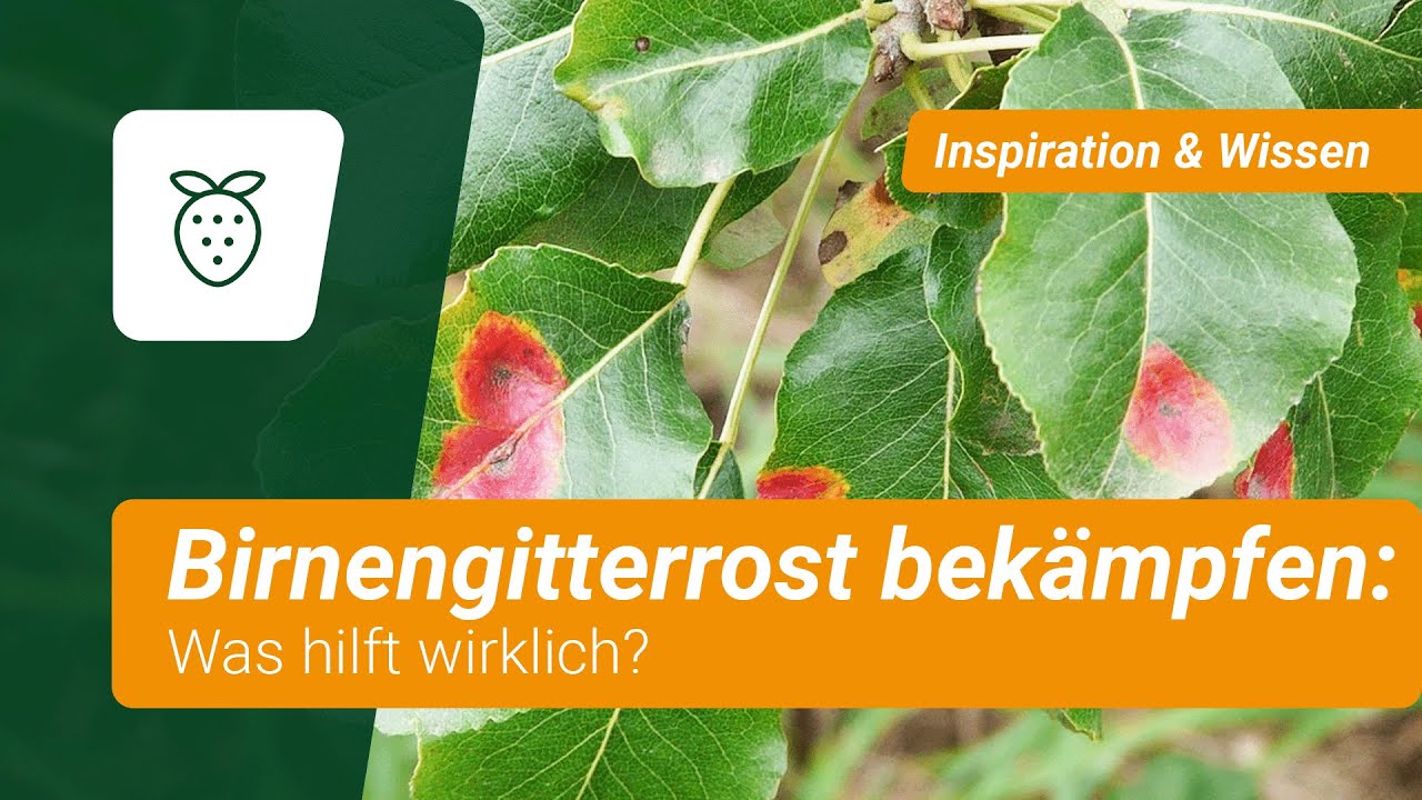 birnengitterrost-bek-mpfen-was-hilft-wirklich-youtube